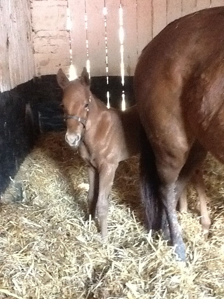 PASTORAL PURSUITS CHARLOTTE VALE FOAL