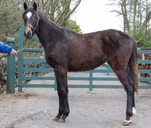 Captain Gerrard yearling filly 130308_MG_1409
