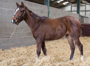 Showcasing BARBOUKH colt in barn